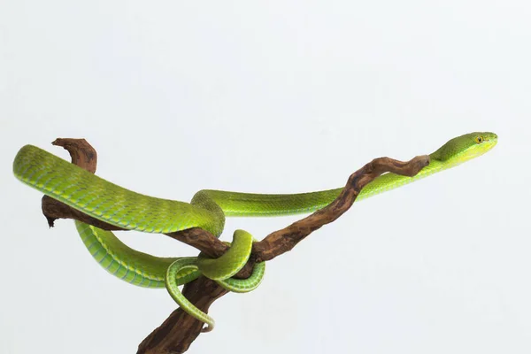 Trimeresurus Insularis Valko Huuli Island Pit Viper Valkoisella Pohjalla — kuvapankkivalokuva