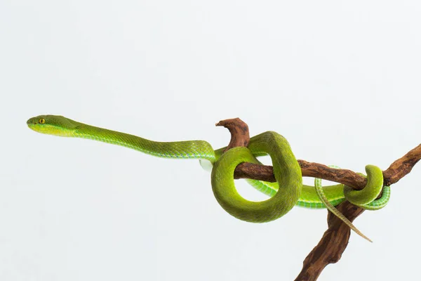 Trimeresurus Insularis Víbora Hoyo Isla Labio Blanco Sobre Fondo Blanco — Foto de Stock