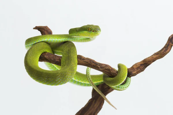 Trimeresurus Insularis White Lipped Island Pit Viper Белом Фоне — стоковое фото