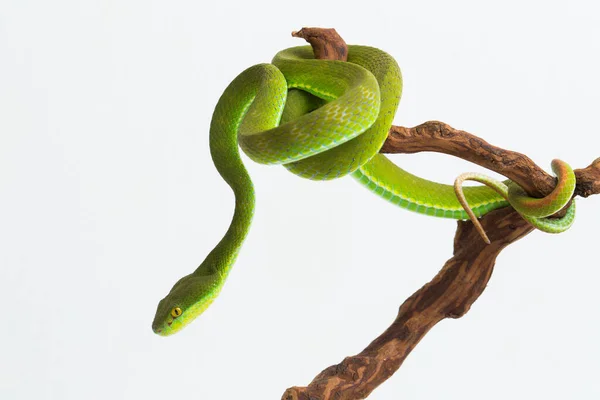 Trimeresurus Insularis White Lipped Island Pit Viper Vit Bakgrund — Stockfoto