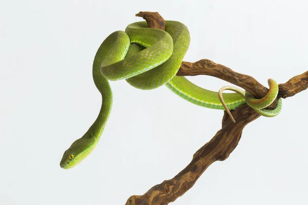 Trimeresurus Insularis White Lipped Island Pit Viper Sobre Fundo Branco — Fotografia de Stock