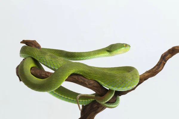 Trimeresurus Insularis White Lipped Island Pit Viper Белом Фоне — стоковое фото