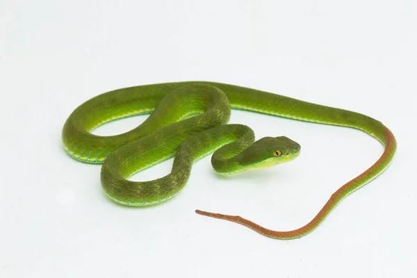 Trimeresurus Insularis White Lipped Island Pit Viper Белом Фоне — стоковое фото