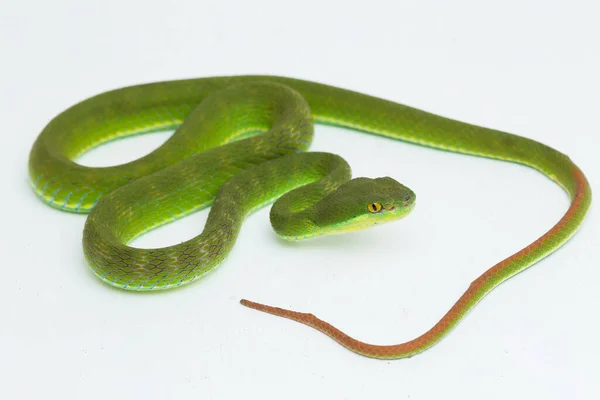 Trimeresurus Insularis Víbora Hoyo Isla Labio Blanco Sobre Fondo Blanco — Foto de Stock