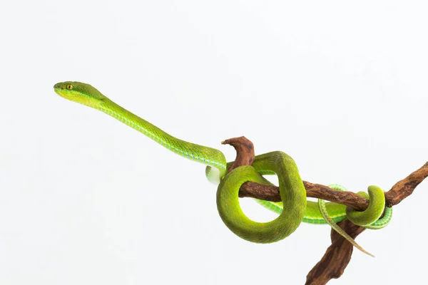 Trimeresurus Insularis White Lipped Island Pit Viper White Background Stock Picture