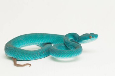 Mavi Insularis (Trimeresurus Insularis) Beyaz dudaklı Ada Çukur Viper beyaz arka planda