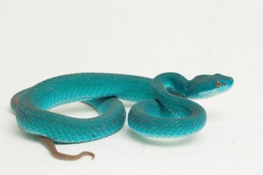 Mavi Insularis (Trimeresurus Insularis) Beyaz dudaklı Ada Çukur Viper beyaz arka planda