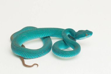 Mavi Insularis (Trimeresurus Insularis) Beyaz dudaklı Ada Çukur Viper beyaz arka planda