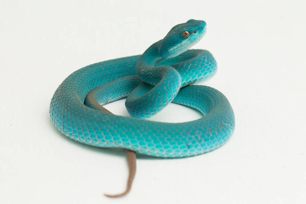 Blue Insularis (Trimeresurus Insularis) White-lipped Island Pit Viper on white background