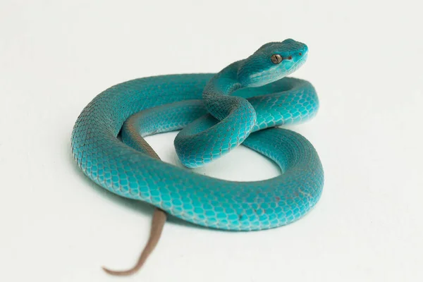 ブルーインシュラリス Trimeresurus Insuraris 白い背景に白い唇状の島ピットバイパー — ストック写真