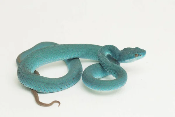 ブルーインシュラリス Trimeresurus Insuraris 白い背景に白い唇状の島ピットバイパー — ストック写真