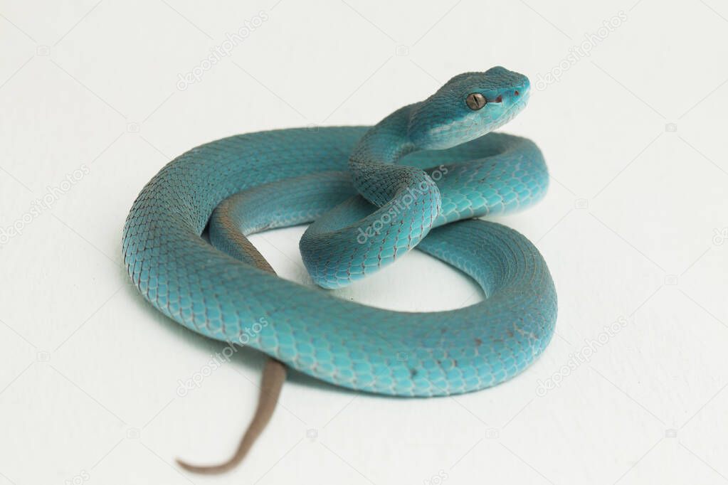 Blue Insularis (Trimeresurus Insularis) White-lipped Island Pit Viper on white background