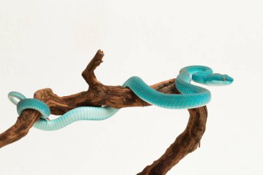 Mavi Insularis (Trimeresurus Insularis) Beyaz dudaklı Ada Çukur Viper beyaz arka planda