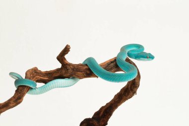 Mavi Insularis (Trimeresurus Insularis) Beyaz dudaklı Ada Çukur Viper beyaz arka planda