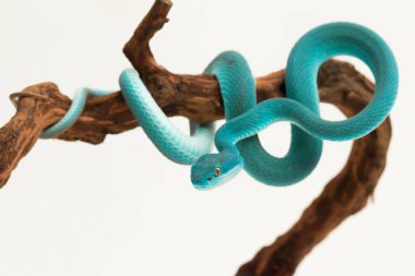 Mavi Insularis (Trimeresurus Insularis) Beyaz dudaklı Ada Çukur Viper beyaz arka planda