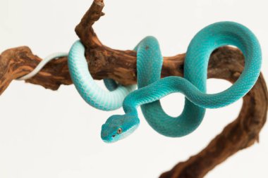 Mavi Insularis (Trimeresurus Insularis) Beyaz dudaklı Ada Çukur Viper beyaz arka planda