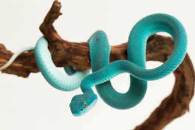 Mavi Insularis (Trimeresurus Insularis) Beyaz dudaklı Ada Çukur Viper beyaz arka planda