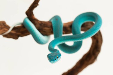 Mavi Insularis (Trimeresurus Insularis) Beyaz dudaklı Ada Çukur Viper beyaz arka planda