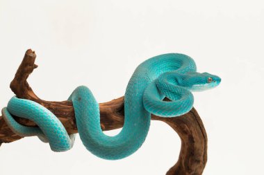 Mavi Insularis (Trimeresurus Insularis) Beyaz dudaklı Ada Çukur Viper beyaz arka planda