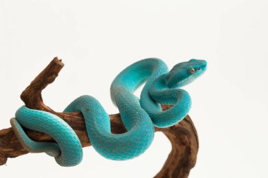 Mavi Insularis (Trimeresurus Insularis) Beyaz dudaklı Ada Çukur Viper beyaz arka planda