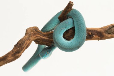 Mavi Insularis (Trimeresurus Insularis) Beyaz dudaklı Ada Çukur Viper beyaz arka planda