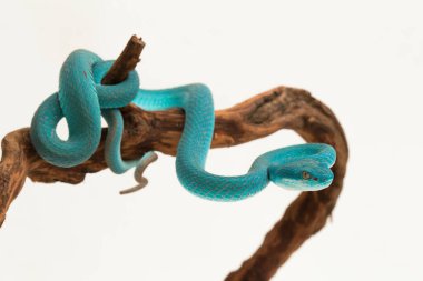 Mavi Insularis (Trimeresurus Insularis) Beyaz dudaklı Ada Çukur Viper beyaz arka planda