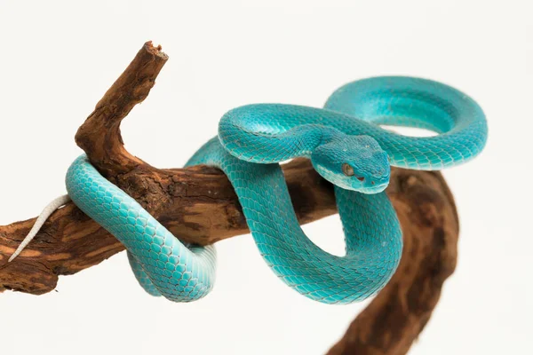 ブルーインシュラリス Trimeresurus Insuraris 白い背景に白い唇状の島ピットバイパー — ストック写真