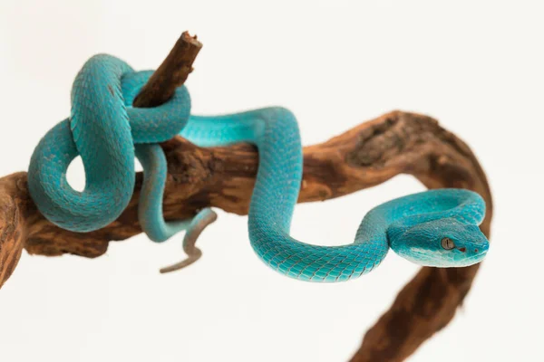 Insularis Bleu Trimeresurus Insularis Vipère Île Lèvres Blanches Sur Fond — Photo