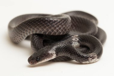 Beyaz bantlı kurt yılanı ya da Malezyalı şeritli kurt yılanı (Lycodon subcinctus) beyaz arka planda