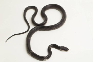 Beyaz bantlı kurt yılanı ya da Malezyalı şeritli kurt yılanı (Lycodon subcinctus) beyaz arka planda