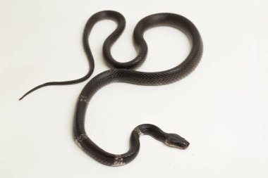 Beyaz bantlı kurt yılanı ya da Malezyalı şeritli kurt yılanı (Lycodon subcinctus) beyaz arka planda