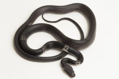 Beyaz bantlı kurt yılanı ya da Malezyalı şeritli kurt yılanı (Lycodon subcinctus) beyaz arka planda