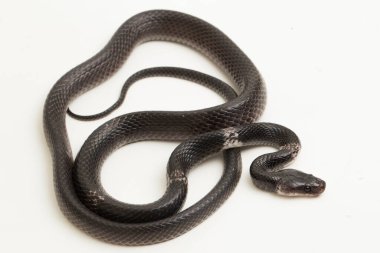 Beyaz bantlı kurt yılanı ya da Malezyalı şeritli kurt yılanı (Lycodon subcinctus) beyaz arka planda