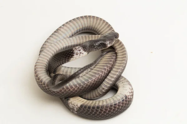 Serpiente Lobo Banda Blanca Serpiente Lobo Banda Malaya Lycodon Subcinctus —  Fotos de Stock