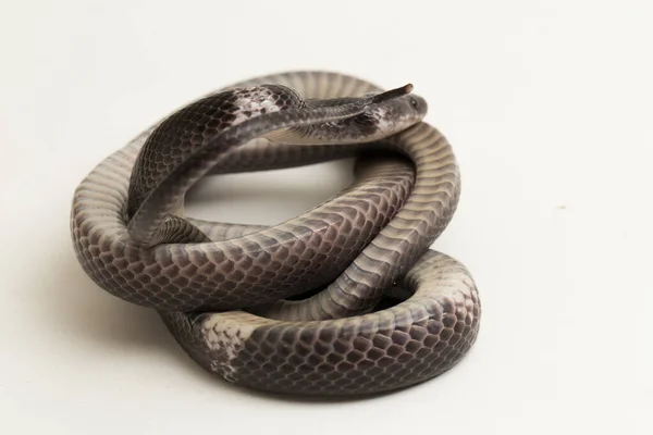 Белополосая Волчья Змея Малайская Волчья Змея Lycodon Subcinctus Белом Фоне — стоковое фото