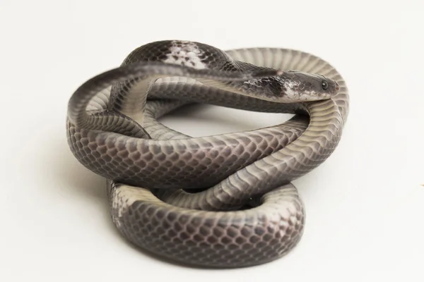 Белополосая Волчья Змея Малайская Волчья Змея Lycodon Subcinctus Белом Фоне — стоковое фото
