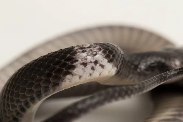 Wolfslang Lycodon Subcinctus Met Witte Banden Witte Achtergrond — Stockfoto