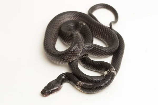 Beyaz bantlı kurt yılanı ya da Malezyalı şeritli kurt yılanı (Lycodon subcinctus) beyaz arka planda
