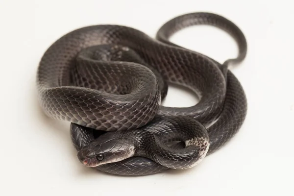 Serpiente Lobo Banda Blanca Serpiente Lobo Banda Malaya Lycodon Subcinctus — Foto de Stock