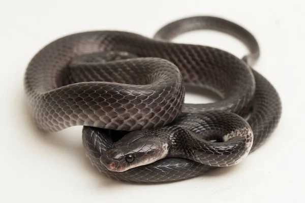 白条纹狼蛇或马来亚条纹狼蛇 Lycodon Subcinctus 白色背景 — 图库照片