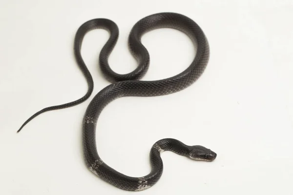 Beyaz bantlı kurt yılanı ya da Malezyalı şeritli kurt yılanı (Lycodon subcinctus) beyaz arka planda