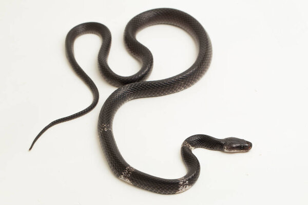 Белополосая волчья змея или малайская волчья змея (Lycodon subcinctus) на белом фоне