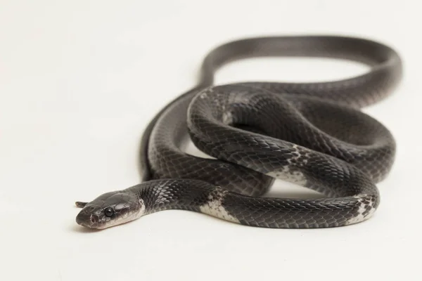 Serpente Lupo Bianco Serpente Lupo Malese Lycodon Subcinctus Sfondo Bianco — Foto Stock