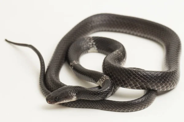 Serpiente Lobo Banda Blanca Serpiente Lobo Banda Malaya Lycodon Subcinctus —  Fotos de Stock