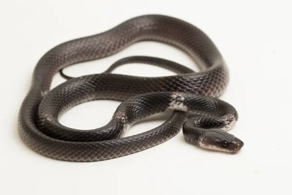 Serpiente Lobo Banda Blanca Serpiente Lobo Banda Malaya Lycodon Subcinctus —  Fotos de Stock