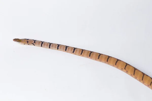 Boiga Cynodon Κοινώς Γνωστό Σκύλος Οδοντωτός Φίδι Γάτα Απομονώνονται Λευκό — Φωτογραφία Αρχείου