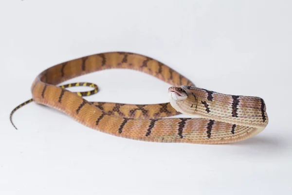 Boiga Cynodon Commonly Known Dog Toothed Cat Snake Isolated White — Stock Photo, Image