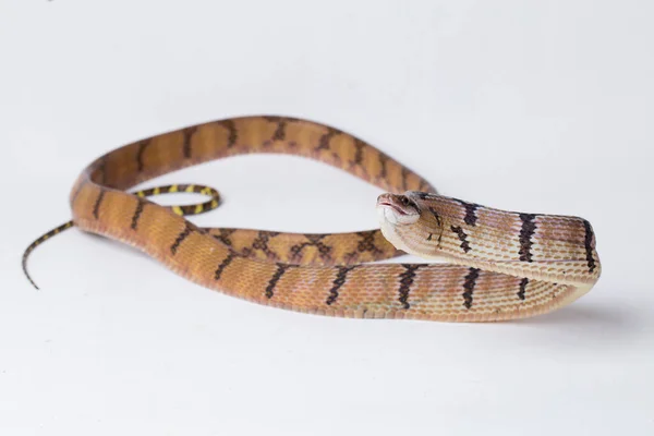 Boiga Cynodon Allgemein Bekannt Als Hundezahnnatter Isoliert Auf Weißem Hintergrund — Stockfoto