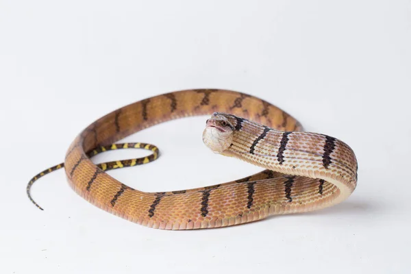 Boiga Cynodon Vulgarmente Conhecida Como Cobra Gato Dentes Cão Isolada — Fotografia de Stock