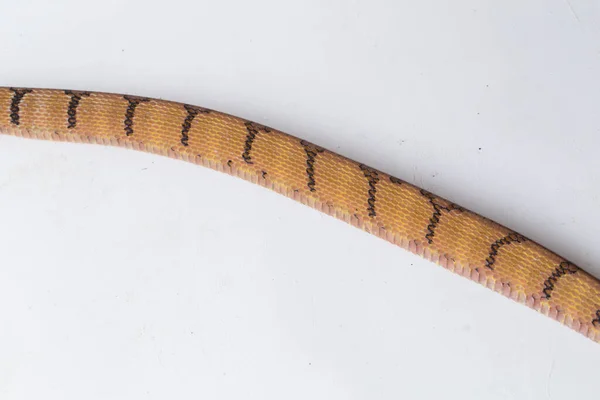 보이가 Boiga Cynodon 배경에 고양이 뱀으로 알려져 — 스톡 사진